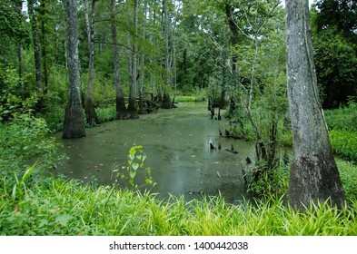 A Swamp At Tickfaw State Park, Located 7 Mi (11 Km) West Of Springfield, In Livingston Parish, Louisiana, USA.