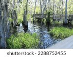 Swamp Trees with Blue Skies in Lake County, Florida