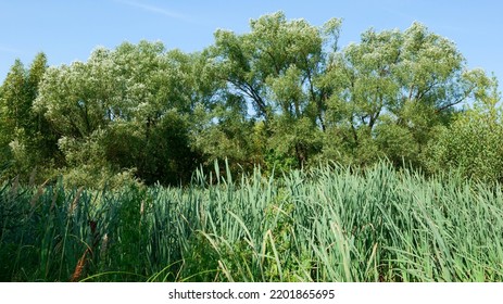 Swamp With Trees And Green Reeds.