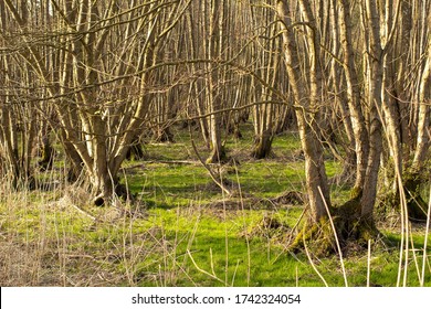 Swamp And Trees In Santon Downham And Brandon, West Suffolk, England, United Kingdom 