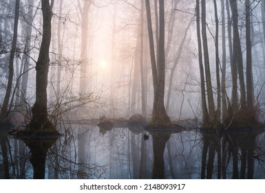 Swamp with trees and small lake in misty fog at sunrise. Tranquil, moody Czech landscape - Shutterstock ID 2148093917