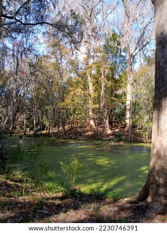 Swamp trees in the wetland in the South