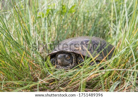 Swamp turtle in green grass. Selective focus.