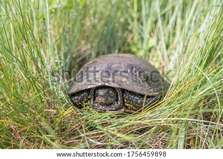 Swamp turtle in green grass. Selective focus.