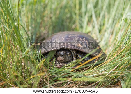 Swamp turtle in green grass. Selective focus.