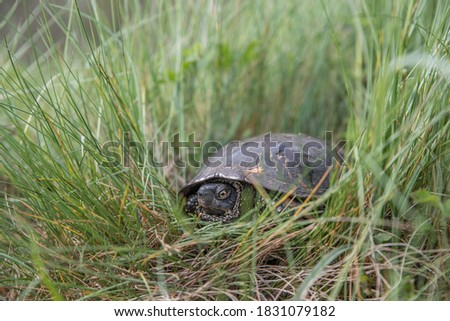 Swamp turtle in green grass. Selective focus.