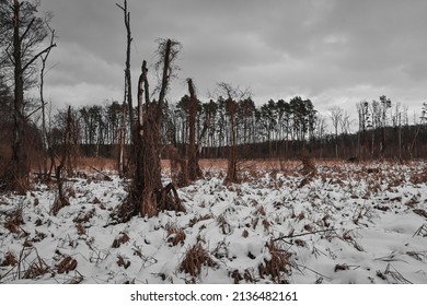 Swamp Under The Snow, Dangerous Swamp, Grass Grows Through The Snow, Dead Trees In The Swamp