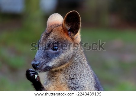 Swamp wallaby eating some Eucalyptus leaves at zoo , Rotterdam, the Netherlands