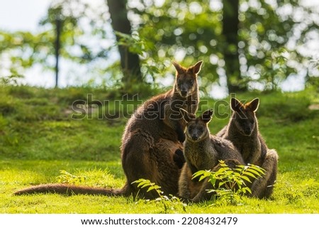 The swamp wallaby (Wallabia bicolor) is a small macropod marsupial of eastern Australia the group sits in the opposite light