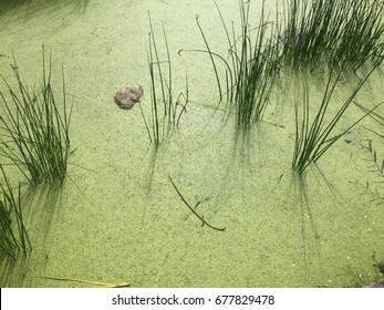 Swamp Water With Grass And Rock