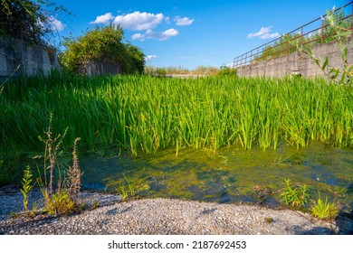 Swamp Water With Green Reed.