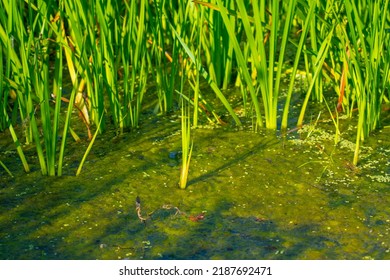 Swamp Water With Green Reed.