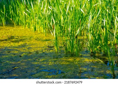 Swamp Water With Green Reed.