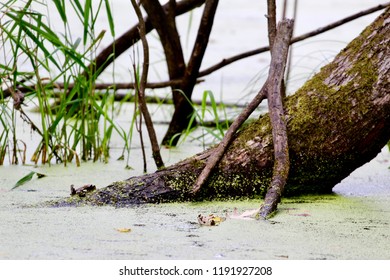 Swamp Water Minnesota