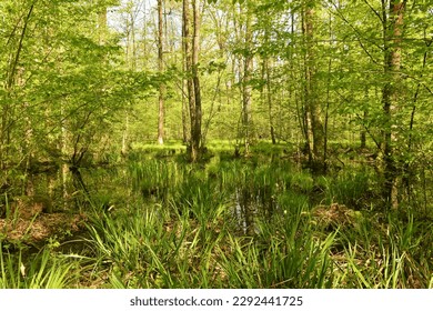 Swamp wetlands at Krakov forest in Dolenjska, Slovenia with aquatic plants - Shutterstock ID 2292441725