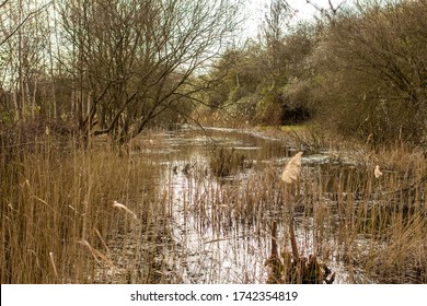 Swamp In Whittlesey Lattersey Local Nature Reserve 