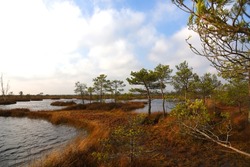 Marshes of north florida featuring marsh, bog, and swamp | Nature Stock ...