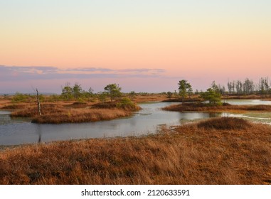 Swamp Yelnya In Autumn Landscape. Wild Mire Of Belarus. East European Swamps And Peat Bogs. Ecological Reserve In Wildlife. Marshland At Wild Nature. Swampy Land And Wetland, Marsh, Bog.