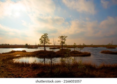 Swamp Yelnya on sunset in autumn landscape. Wild mire of Belarus. East European swamps and Peat Bogs. Ecological reserve in wildlife. Marshland at wild nature. Swampy land and wetland, marsh, bog.