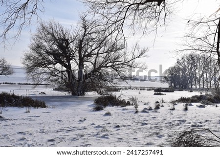 swampland in fresh pure snow