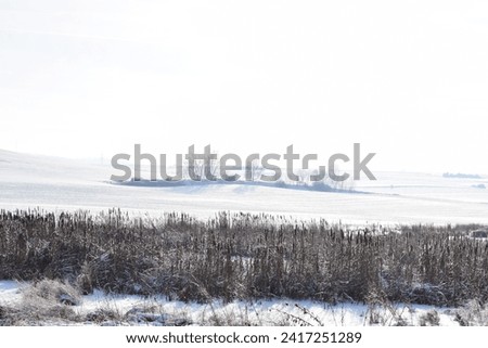 swampland with fresh snow and reed