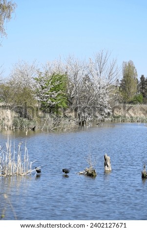 swampland lake with coots and ducks