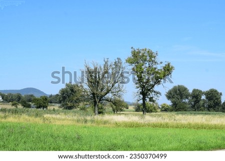 swampland with some trees in summer