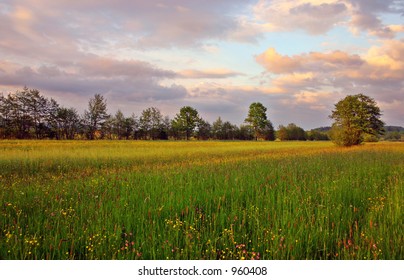 Swampland in spring - Shutterstock ID 960408