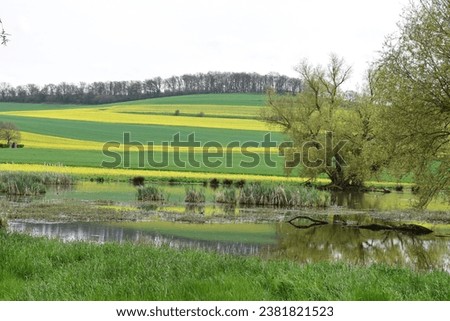 swampland in springtime with a lake