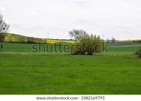 swampland in springtime with light green fields