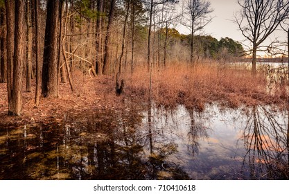 The Swamps At Jordan Lake In North Carolina Viewed From The Boardwalk Minutes Before Sunset. This Lake Is One Of The Best Natural Parks Of The State About 45 Minutes Away From Duke University.