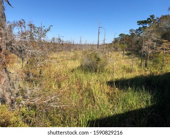 Swamps Of Orange County, Texas