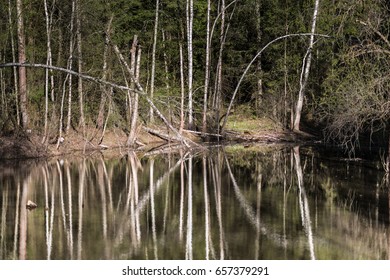 Swamps in spring. Cool dark lake in primeval forest. Cold melancholic landscape with water vapour. Foggy mystery and mystic wetland with trees. Enigmatic mysterious dark swamp