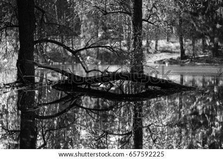 Swamps in spring. Cool dark lake in primeval forest. Cold melancholic landscape with water vapour. Foggy mystery and mystic wetland with trees. Enigmatic mysterious dark swamp. black and white