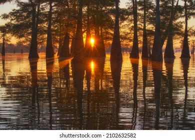 The swamps of Texas and  Louisiana, bald cypress, Spanish moss, birds, Lafayette, Caddo Lake, Atchafalaya basin - Shutterstock ID 2102632582