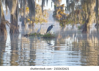 The swamps of Texas and  Louisiana, bald cypress, Spanish moss, birds, Lafayette, Caddo Lake, Atchafalaya basin - Shutterstock ID 2102632621