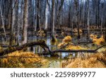 Swampy area in the autumn forest. Autumn forest backwater. Backwaters in swampy forest. Forest swamp backwater