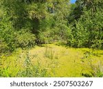 swampy area, marsh, forest, thickets