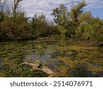 Swampy area near canandaigua lake