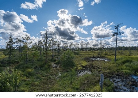 Swampy area with pine trees.The upper marshes of the Karelian isthmus.A quagmire with moss.
