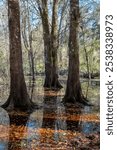 Swampy Area at San Felasco Hammock Preserve State Park, Florida