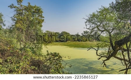 In a swampy area, the surface of the pond is completely covered with duckweed. Grass on the shore. Lush green trees against the sky. Picturesque twisted branches in the foreground. India.