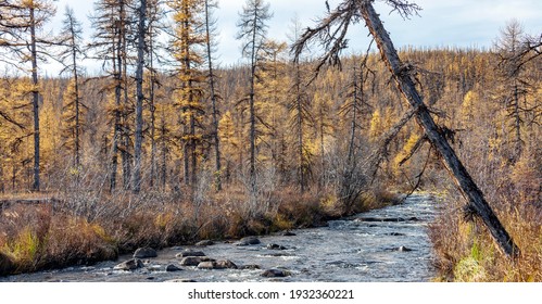 Swampy autumn larch taiga in northern Siberia. Mountain stream in on the border of the forest and tundra before the onset of cold weather. 