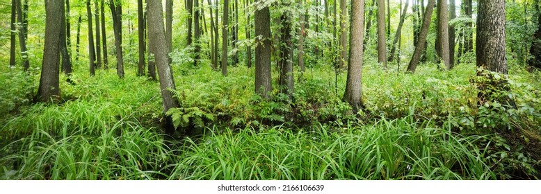 Swampy deciduous forest, moss, fern, plants close-up. Sun rays flowing through the old tree trunks. Green swampland. Tranquil landscape. Ecology, ecosystems, environmental conservation theme