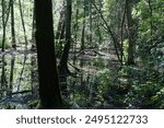 Swampy forest area in summer