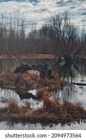 Swampy Landscape In Vojvodina, Serbia. Oxbow Of Tisza River In Winter.