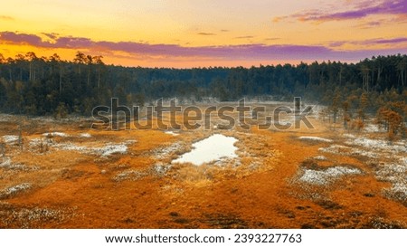 swampy peat bog landscape of eastern europe, blooming cotton grass on the peat bog