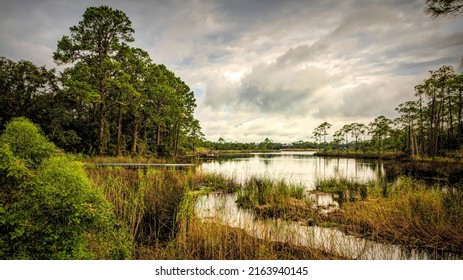 Swampy Scene Seaside Florida Coast