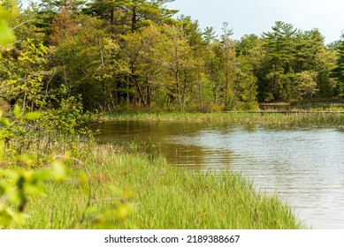 Swampy Shoreline On Hamlin Lake In Michigan State Park