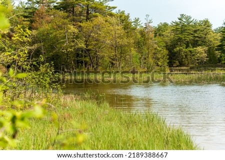 Swampy shoreline on Hamlin Lake in Michigan State Park
